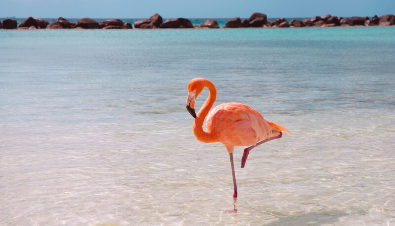 Hình ảnh chim Hồng Hạc