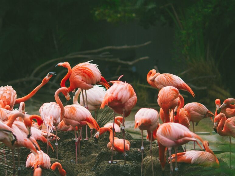 Hình ảnh chim hồng hạc dưới nước