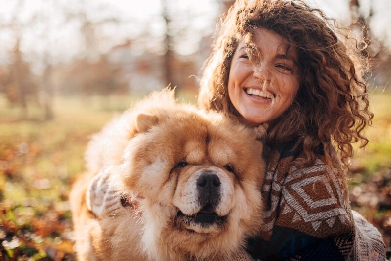 Hình ảnh chó Chow Chow đẹp nhất