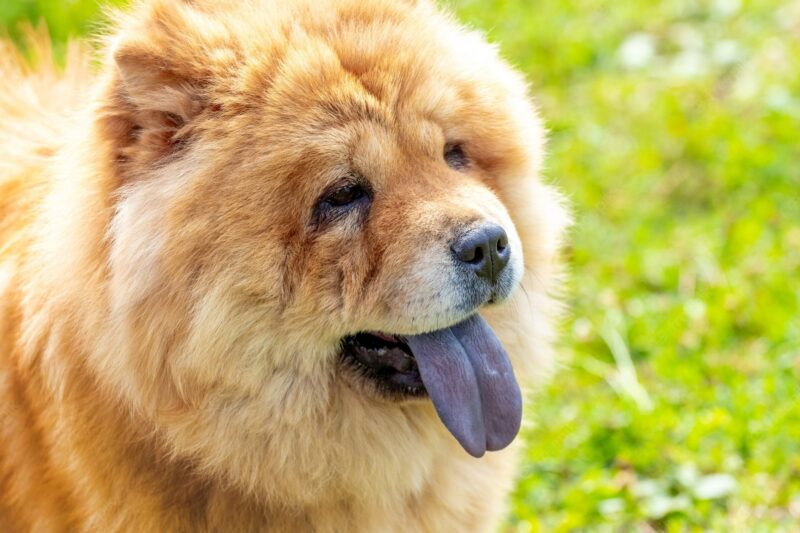 Hình ảnh chó Chow Chow rõ nét nhất