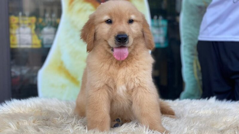 Hình ảnh chó Golden đi làm đẹp