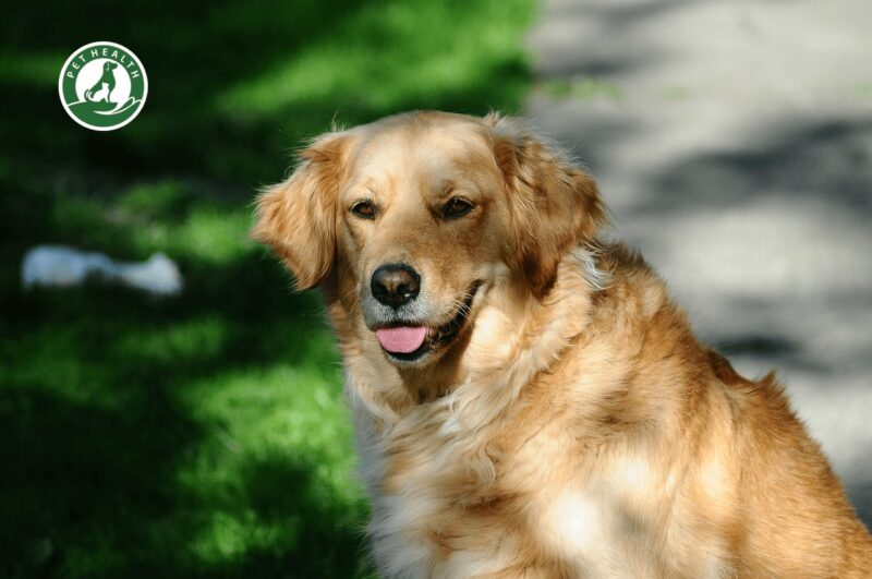 Hình ảnh chó Golden dưới nắng