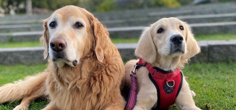 Hình ảnh chó Golden và bạn