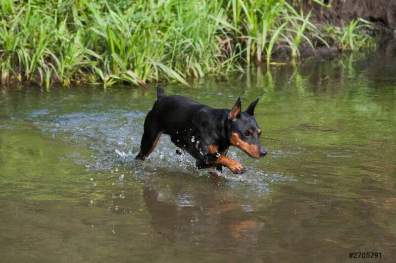 Hình ảnh chó Phốc chơi dưới nước