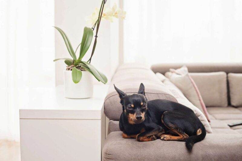 Hình ảnh chó Phốc nằm trên ghế