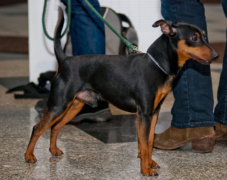 Hình ảnh chó Phốc ngầu nhất