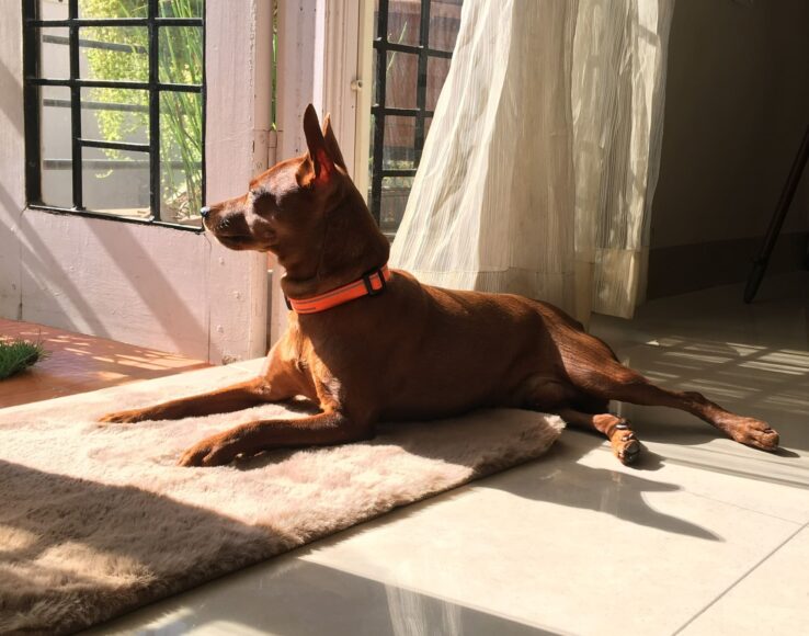 Hình ảnh chó Phốc ngồi bên cửa