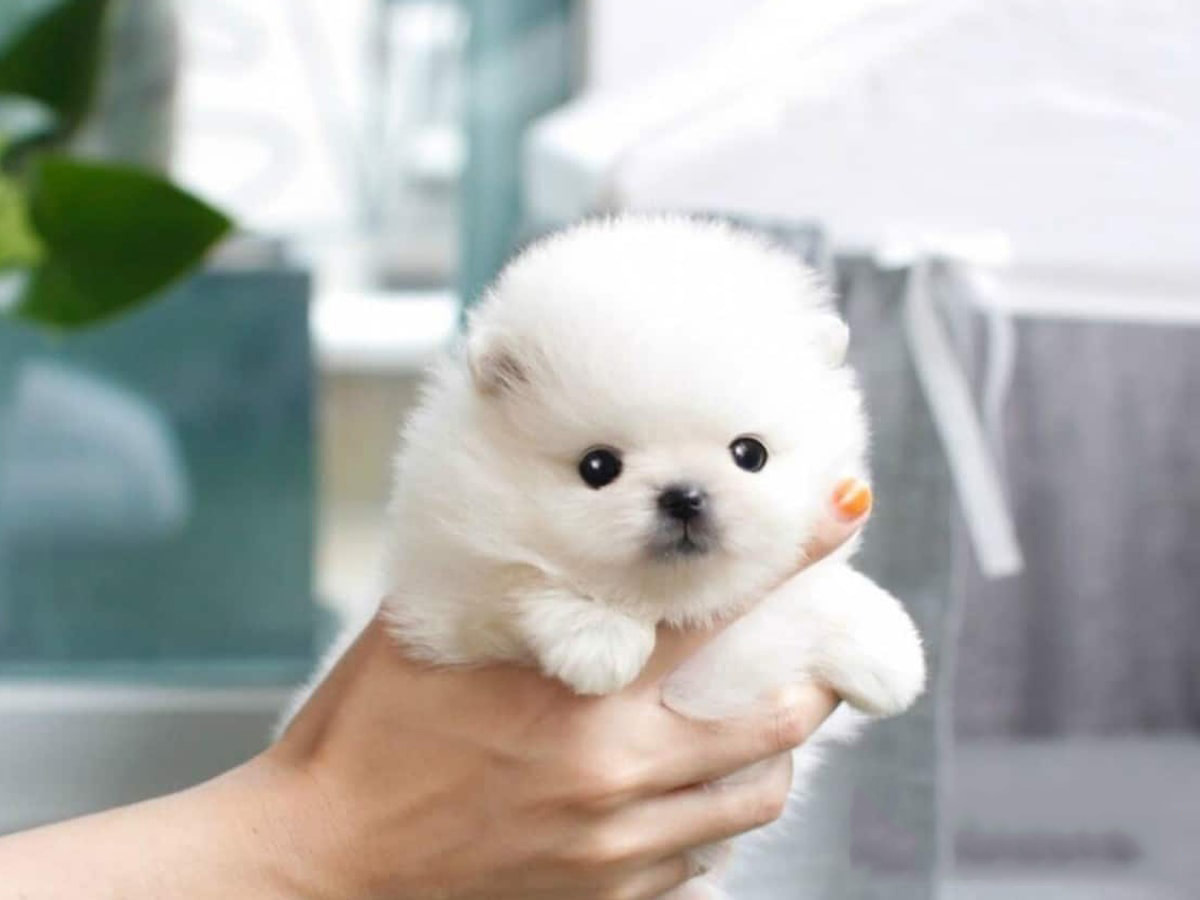 Chó Phốc Sóc Pomeranian đặc điểm cách nuôi và giá bán