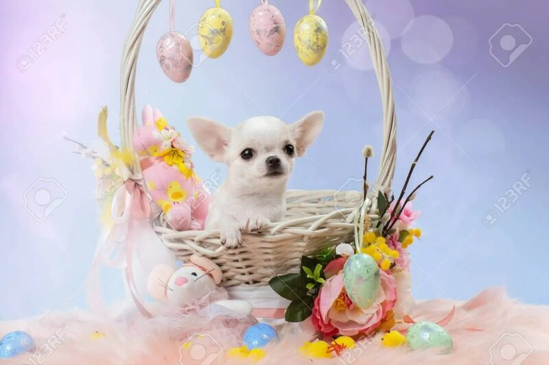 Hình ảnh chó chihuahua ngôi trong giỏ