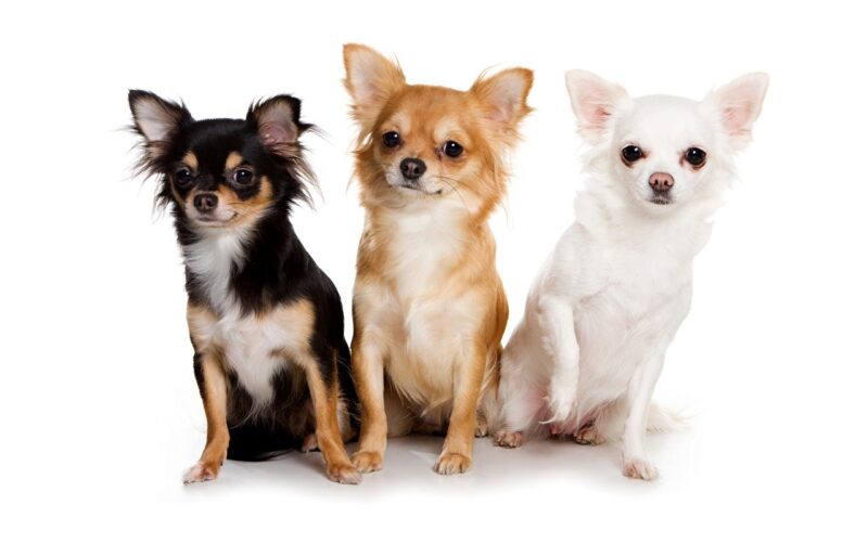 Hình ảnh chó chihuahua nhiều màu khác nhau