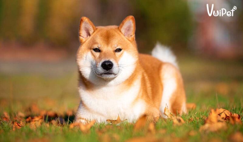 Portrait of Shiba inu in autumn in the Park.