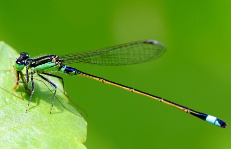 Hình ảnh con chuồn chuồn kim