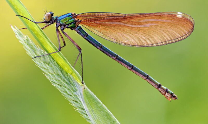 Hình ảnh con chuồn chuồn kim đẹp nhất