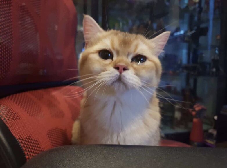 Hình ảnh con mèo khóc buồn nhất