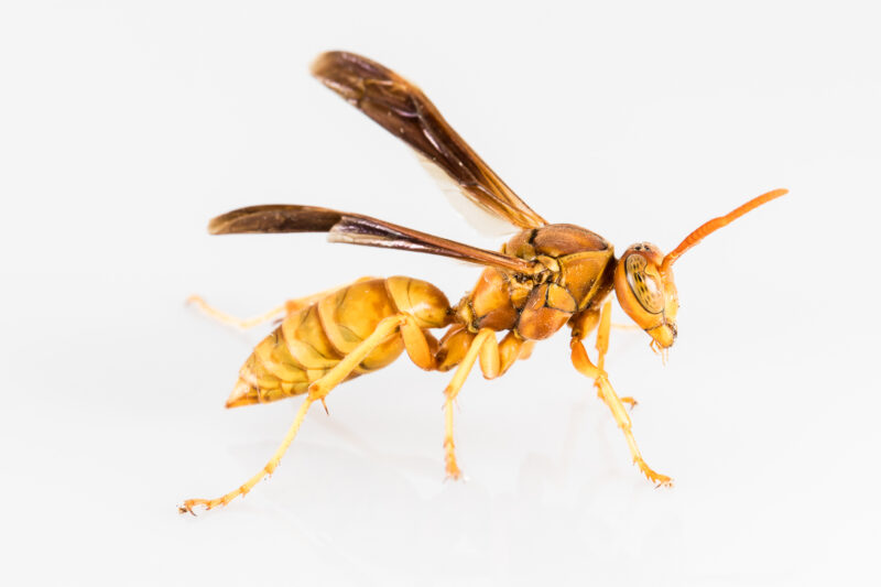 Hình ảnh con ong vàng