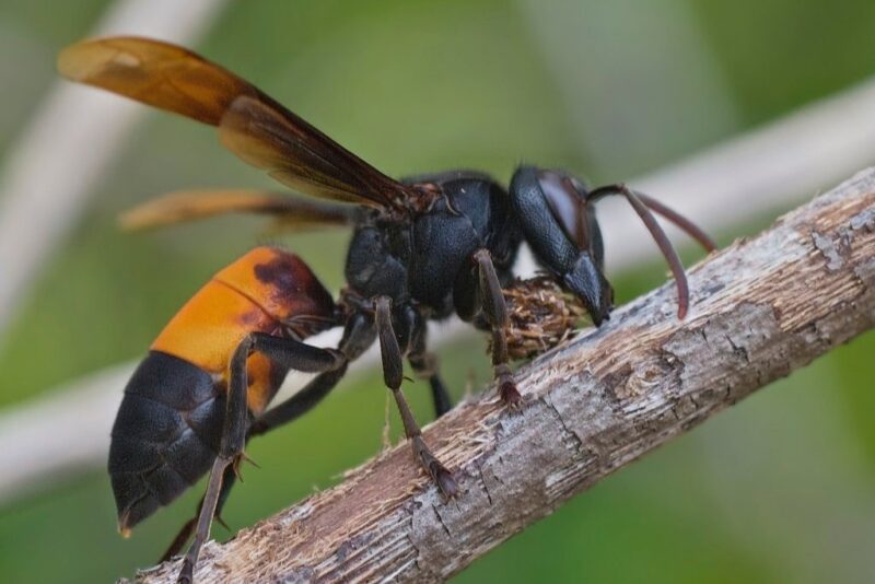 Hình ảnh con ong vò vẽ