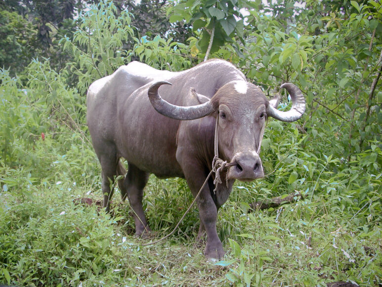 Water buffalo