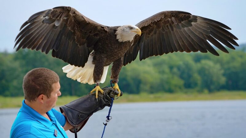 Hình ảnh đại bàng khổng lồ