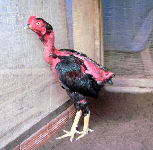 Hình ảnh gà chọi con đẹp