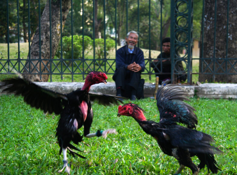 Hình ảnh gà chọi đẹp nhất