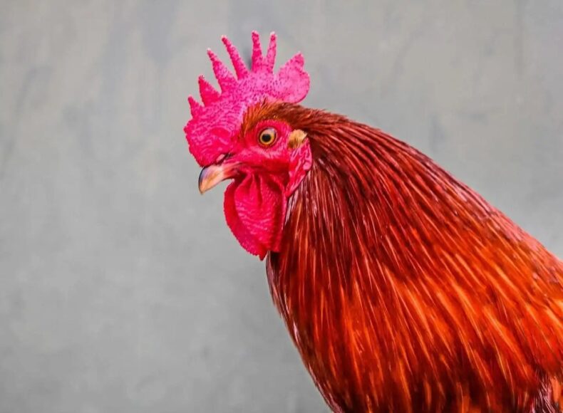 Hình ảnh gà trống lông mượt