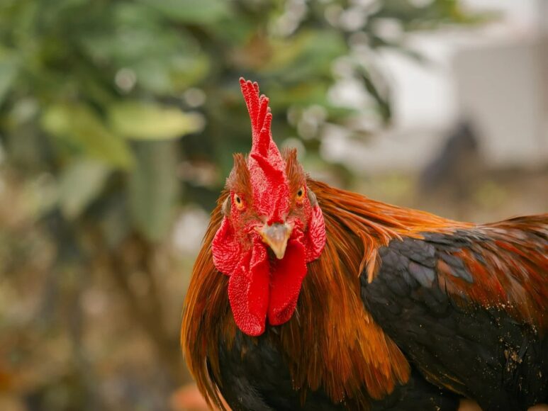 Hình ảnh gà trống mắt vàng