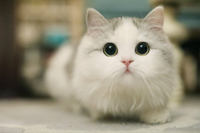 Hình ảnh mèo cute đáng yêu