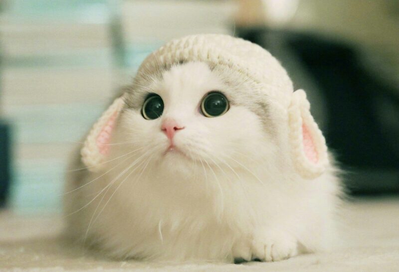 Hình ảnh mèo cute dễ thương