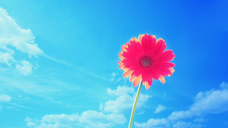 Hình bầu trời và hoa đỏ