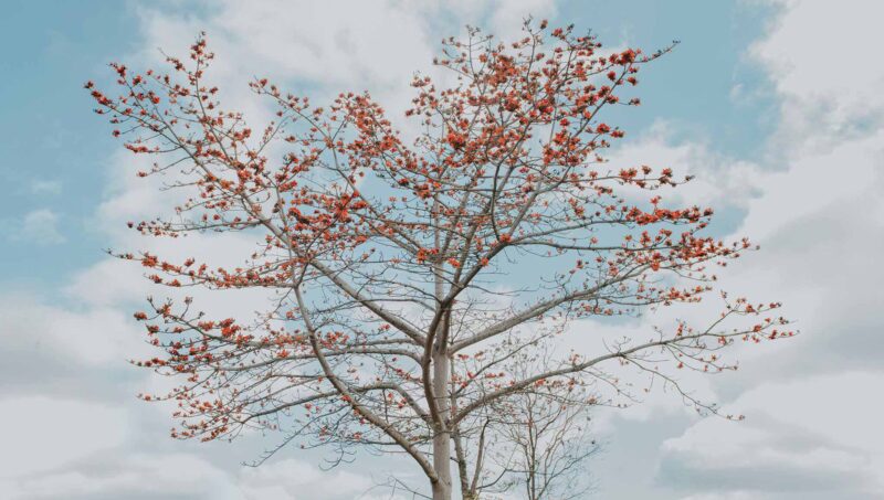 Hình bầu trời và hoa tuyệt đẹp