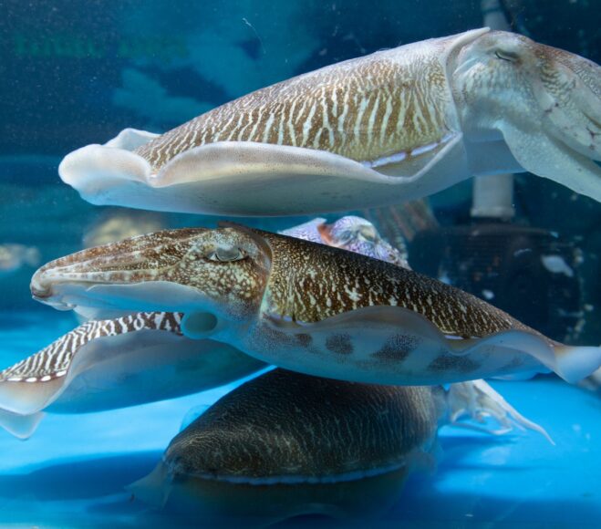 Hình cá mực đang bơi