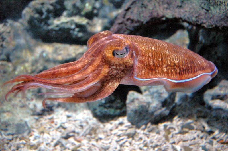 Hình cá mực gây ấn tượng