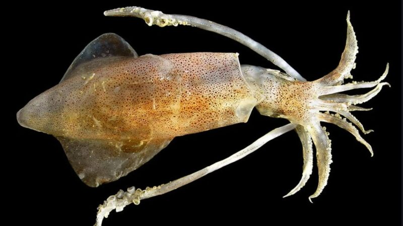 Hình cá mực thân đốm