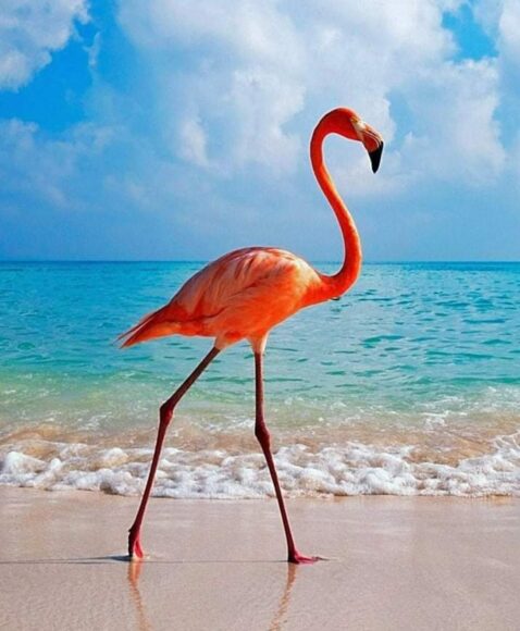 Hình chim hồng hạc ngoài biển