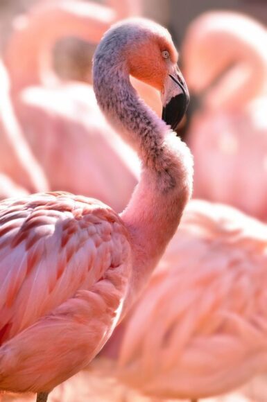 Hình chim hồng hạc xinh đẹp nhất