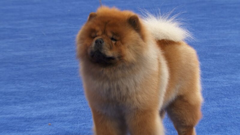 Hình chó Chow Chow lông dày