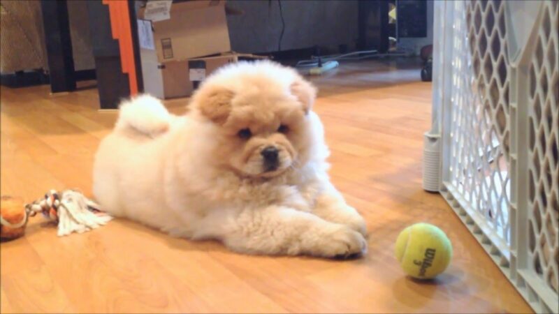 Hình chó Chow Chow lúc nhỏ