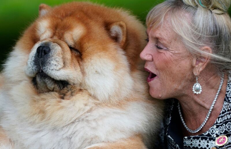 Hình chó Chow Chow và chủ nhân