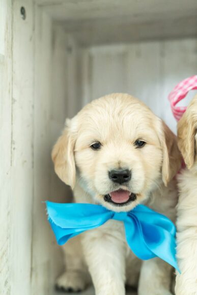 Hình chó Golden cute nhất