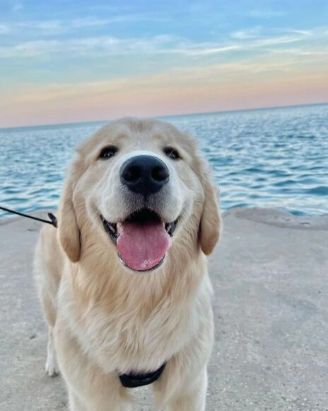 Hình chó Golden đáng yêu nhất