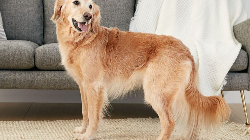 Hình chó Golden nuôi trong nhà
