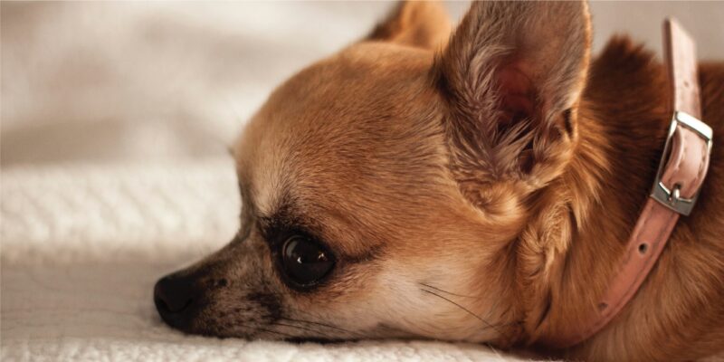 Hình chó chihuahua đang buồn