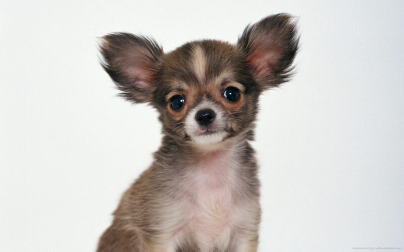 Hình chó chihuahua lông nâu lai trắng