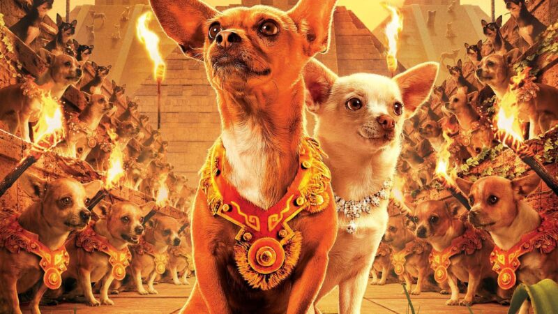Hình chó chihuahua quyền lực