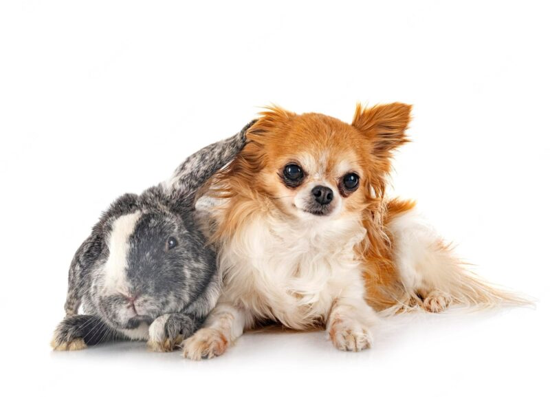 Hình chó chihuahua và thỏ