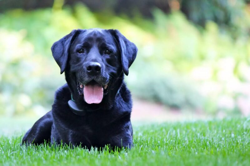 Hình chó mực đẹp nhất