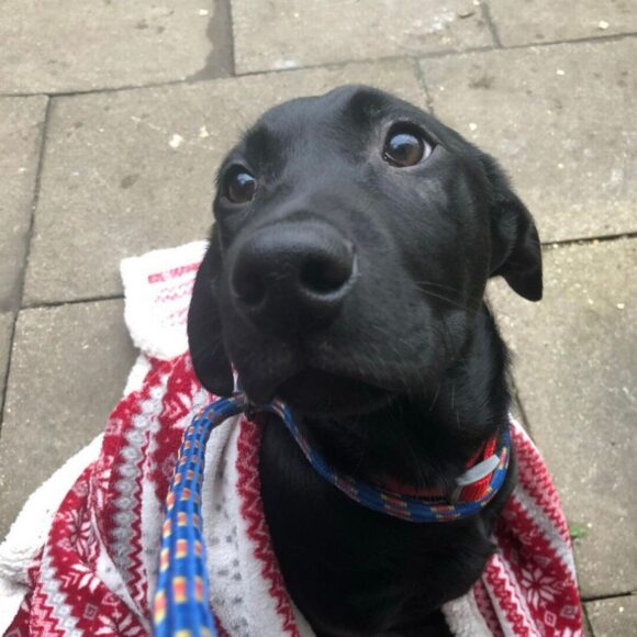 Hình chó mực hài hước