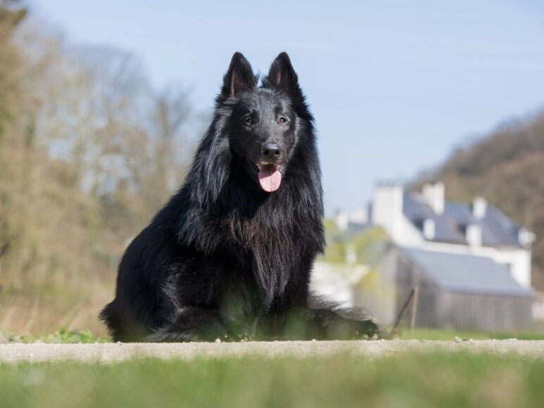 Hình chó mực ngồi trên cỏ