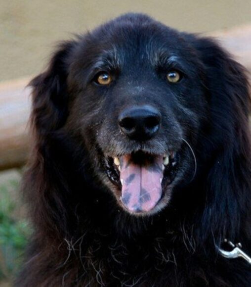 Hình chó mực rõ nét