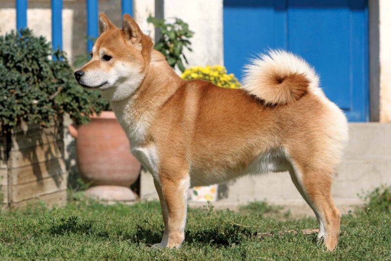 Hình chú chó Shiba cực đẹp